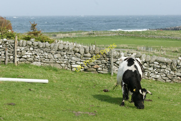 Photo 6"x4" Shetland cow, Norwick Kirkaton c2011