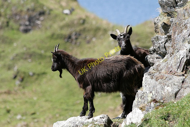 Photo 6"x4" Wild goats on Kerrera Gylen Castle c2011