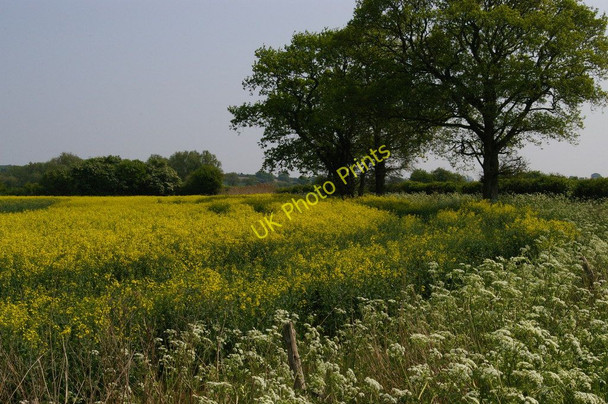 Photo 6"x4" Shirley Moor: oilseed rape and cow parsley Brook Street\/TQ9333 c2011 P1