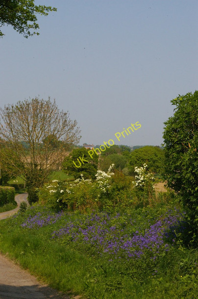 Photo 6"x4" Moor Lane: bluebells Brook Street\/TQ9333 c2011