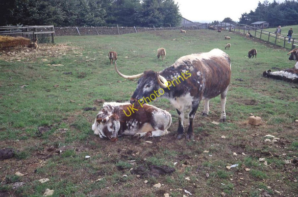 Photo 6"x4" Cotswold Farm Park Kineton\/SP0926 c1994