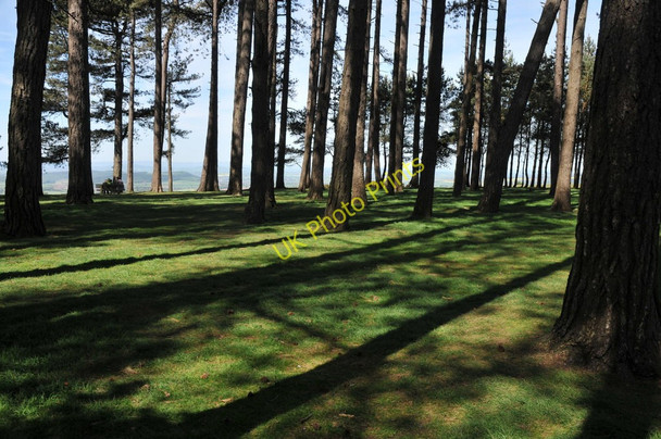 Photo 6"x4" Trees on May Hill Dursley Cross c2011