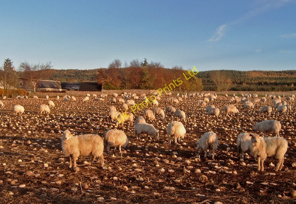 Photo 6"x4" Sheep near Torrich Culcharry c2006