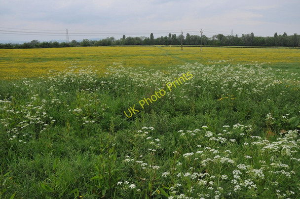 Photo 6"x4" Meadowland at Hempsted Gloucester c2011