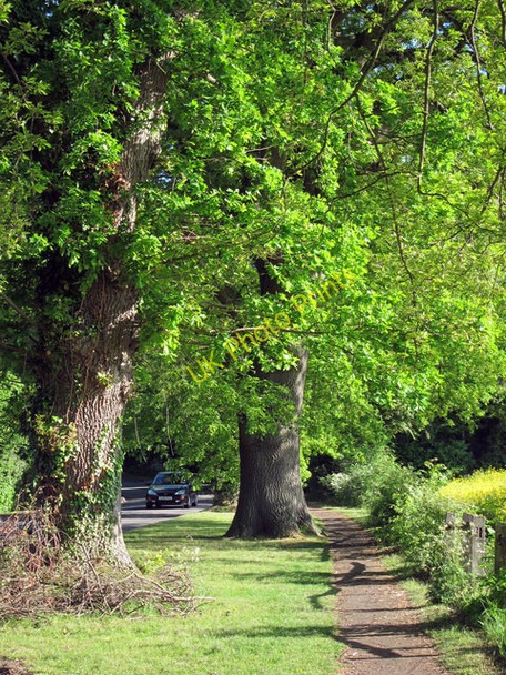Photo 6"x4" Footpath along Cackle Street Brede c2011