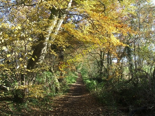 Photo 6"x4" Autumn on the Monarch's Way Bushbury\/SJ9203 c2006