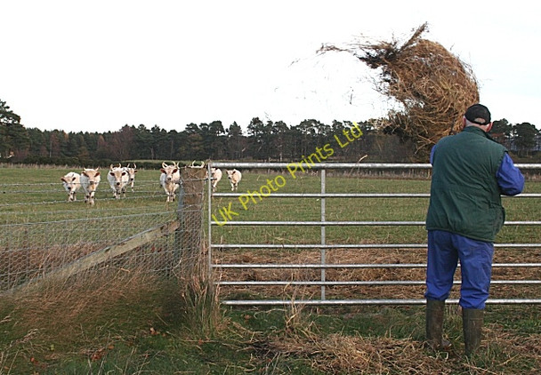 Photo 6"x4" Feeding the Cattle Blackburn\/NJ2958 c2006