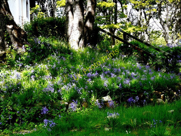 Photo 6"x4" Bluebells at Navidale House Hotel East Helmsdale c2011
