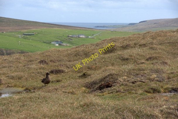 Photo 6"x4" Bonxie on Mouslee Hill, Hermaness Burrafirth c2011