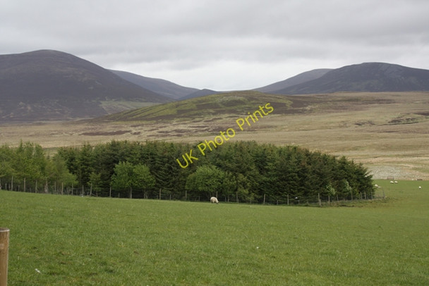 Photo 6"x4" Plantation near Demickmore Chapletown c2011