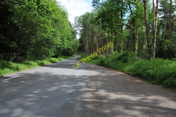 Photo 6"x4" Road through Bourne Wood Coed-y-fedw c2011