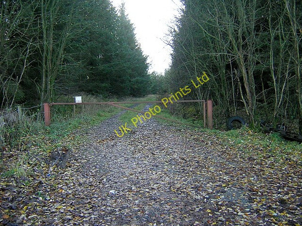 Photo 6"x4" Forest Track into Stonehill Wood Sandilands\/NS8938 c2006