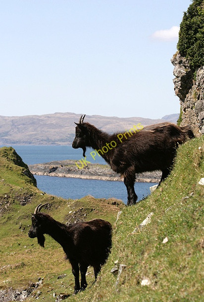 Photo 6"x4" Feral goats on Kerrera Gylen Castle c2011