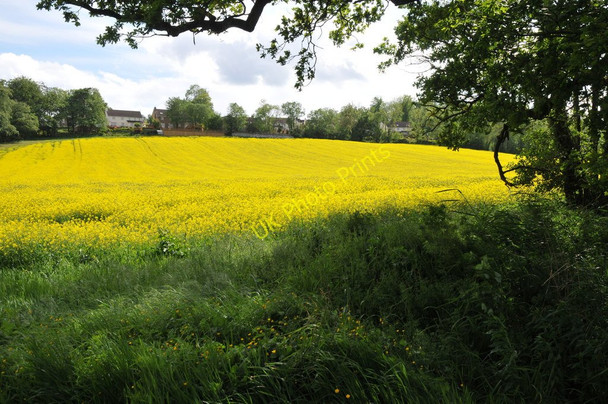 Photo 6"x4" Oilseed rape field Began c2011