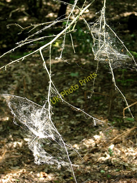 Photo 6"x4" Seeds caught in spiderwebs on a tree in Fritton Warren Fritton\/TG4600 c2011