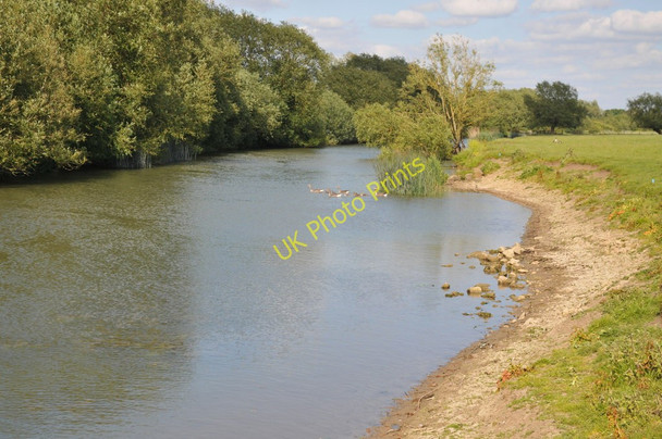 Photo 6"x4" Greylag geese on the Thames Newbridge\/SP4001 c2011