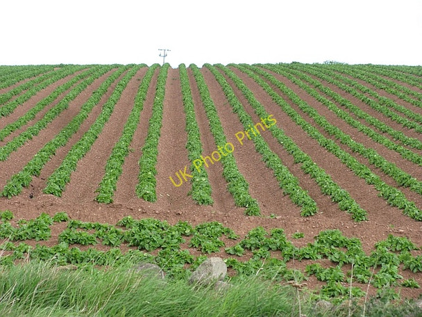 Photo 6"x4" Potato field, Skateraw Innerwick\/NT7274 c2011