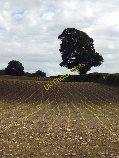 Photo 6"x4" Rows of young maize near Holme Holme\/SD5278 c2011