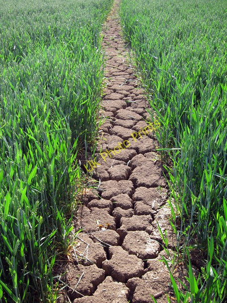 Photo 6"x4" Soil Cracking Ivychurch c2011