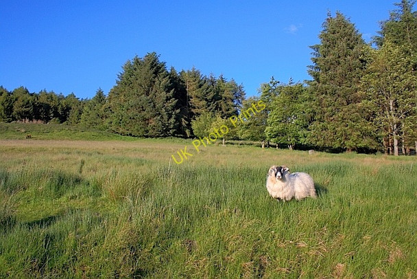 Photo 6"x4" Rough Sheep Pasture below Drumnachoran Dunira c2011