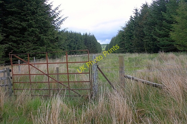Photo 6"x4" Firebreak, Flaska Plantation Matterdale End c2011