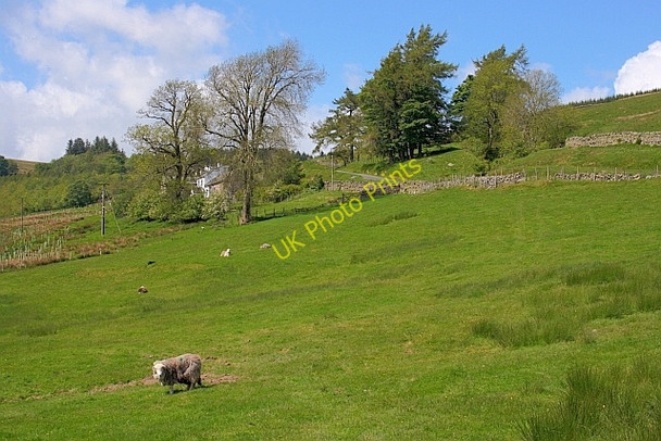 Photo 6"x4" Sheep Pasture near Green How Dockray\/NY3921 c2011