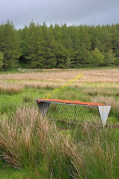 Photo 6"x4" Rough Pasture near Cockley Moor Dockray\/NY3921 c2011