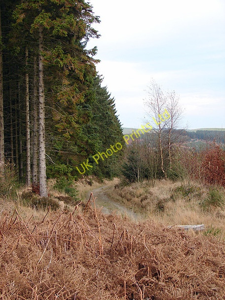 Photo 6"x4" Forestry track at Banc y Ffridd Tynyrwtra\/SN8885 c2006