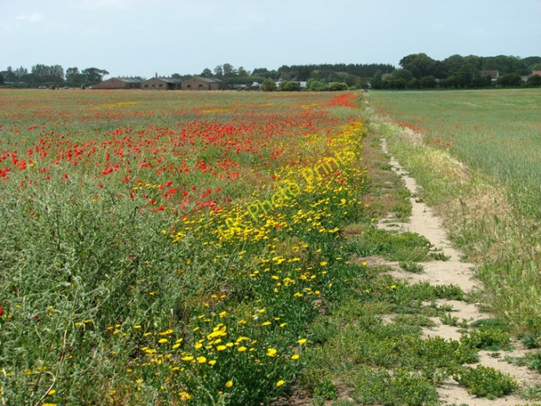 Photo 6"x4" Public footpath to Crow's Farm Bradwell\/TG5004 c2011