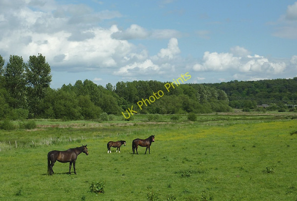 Photo 6"x4" Grazing near Milford, Staffordshire Milford\/SJ9621 c2011