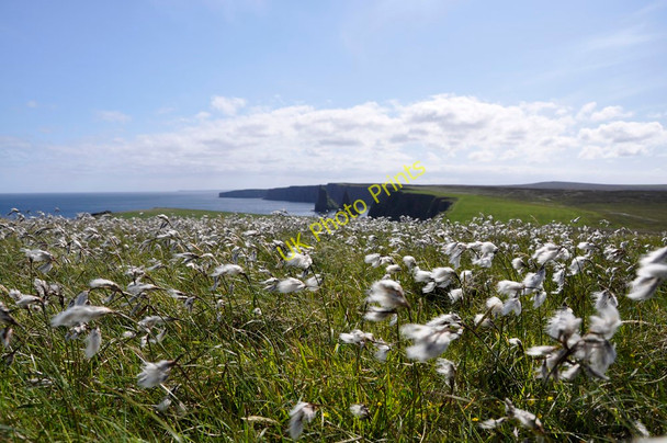 Photo 6"x4" Cotton Grass John O' Groats c2011