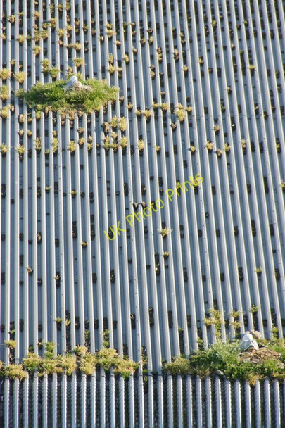 Photo 6"x4" Rooftop Herring Gull (Larus argentatus) nests, Aberdeen harbour Torry\/NJ9505 c2011