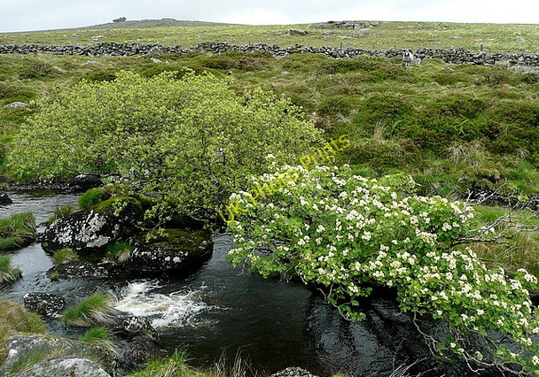 Photo 6"x4" West Dart River Two Bridges\/SX6075 c2011 P1