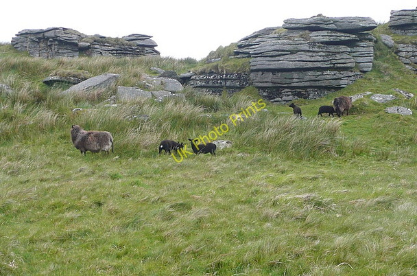 Photo 6"x4" The black sheep Two Bridges\/SX6075 c2011