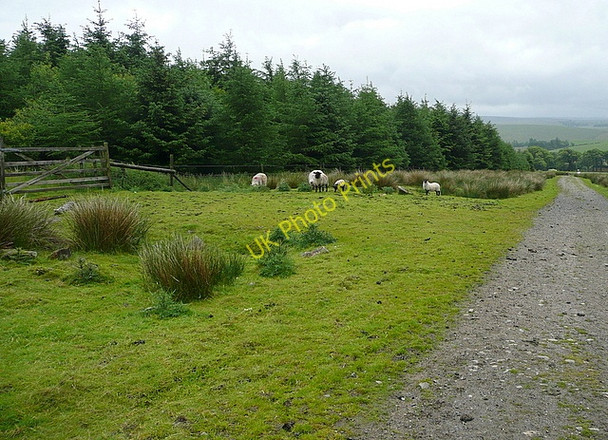 Photo 6"x4" Sheep at Beardown Wood Two Bridges\/SX6075 c2011
