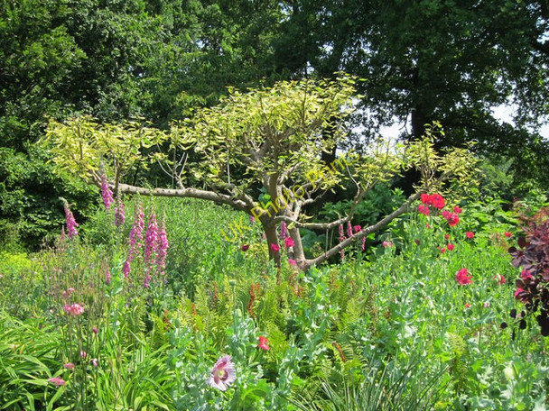 Photo 6"x4" Merriments Gardens Hurst Green\/TQ7327 c2011