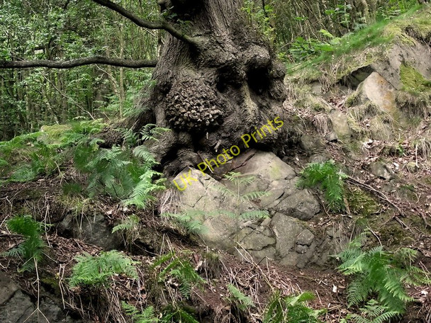 Photo 6"x4" Hanging on Biddulph c2011