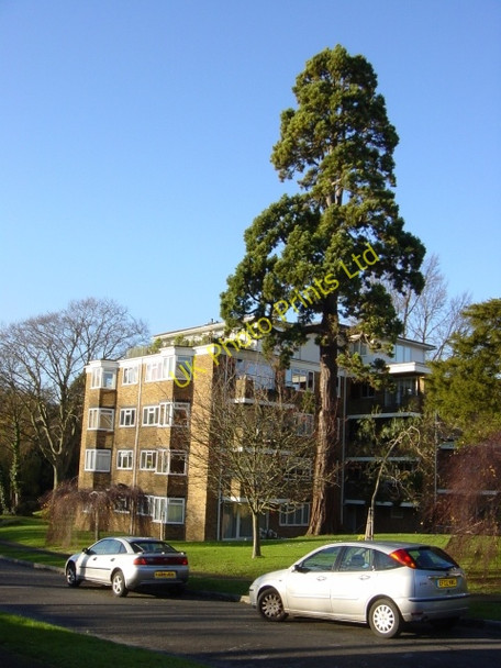 Photo 6"x4" Wellingtonia  and  wellingtonia, Varndean Drive Brighton\/TQ3106 c2006