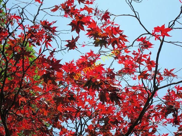 Photo 6"x4" Japenese Maple leaves Hubbard's Hill c2011