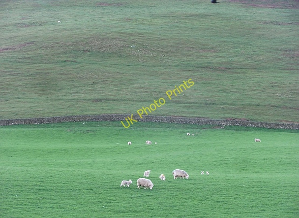 Photo 6"x4" Ewes (and lambs) beside the Ewe Water Langholm\/NY3684 c2011