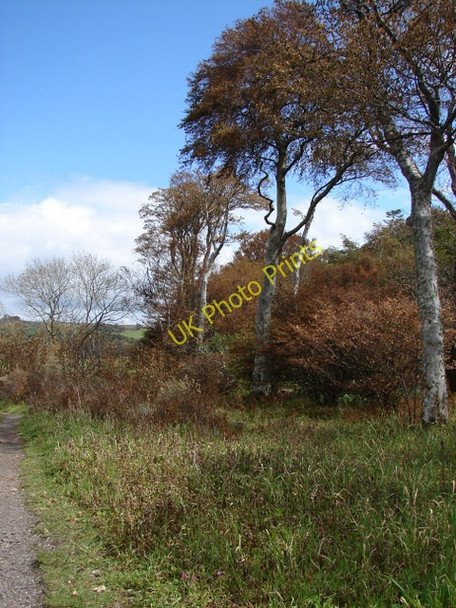Photo 6"x4" Dead leaves at Lunderson Bay Inverkip c2011