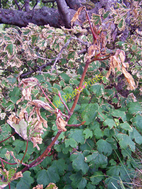 Photo 6"x4" Second coming Greep c2011