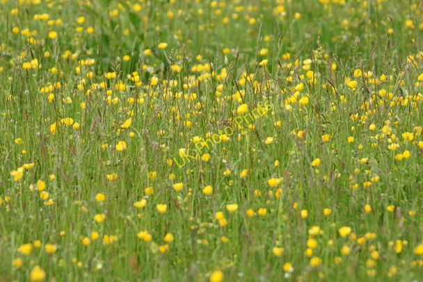 Photo 6"x4" Buttercup meadow at Skaw Kirkaton c2011