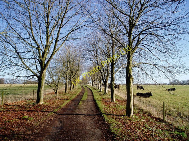 Photo 6"x4" Tree-lined lane to Copsegrove Farm Nashend c2006