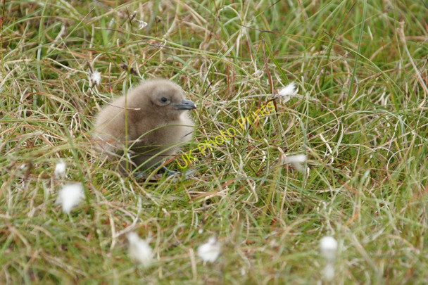 Photo 6"x4" Bonxie chick, Hermaness Burrafirth c2011