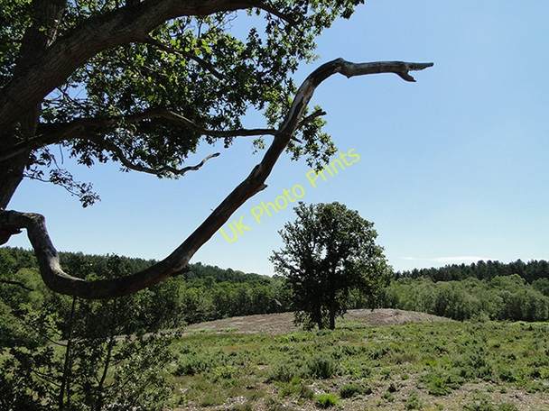 Photo 6"x4" Holt Lowes Holt\/TG0838 c2011