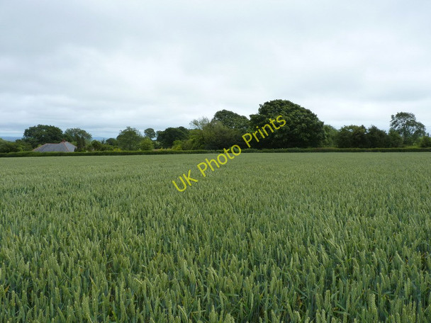 Photo 6"x4" No sign of the footpath Wrentnall c2011