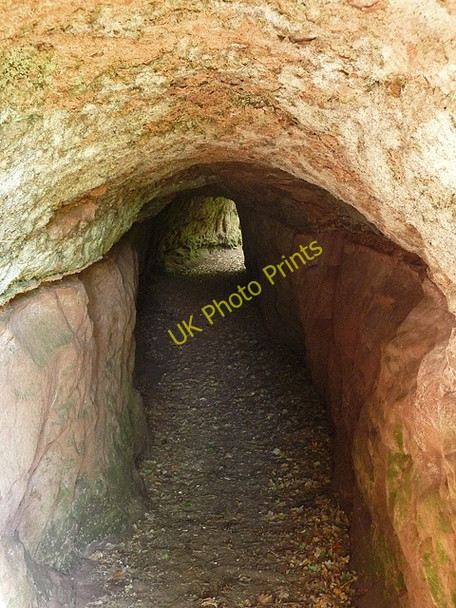 Photo 6"x4" Badger Dingle near Ackleton (4) Badger c2010