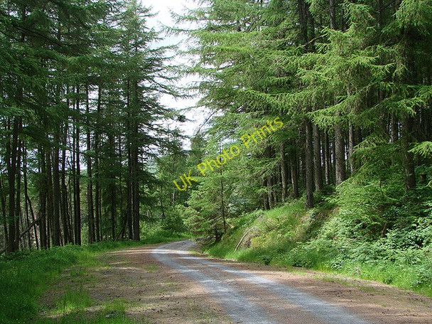 Photo 6"x4" Hafren forestry road through Cwmbiga Fuches\/SN8489 c2011