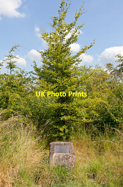 Photo 6"x4" Circular tree plantation on Magdalen Hill Down No Man's Land\/SU5029 c2011